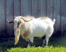 Brassring Jetts Top Gun